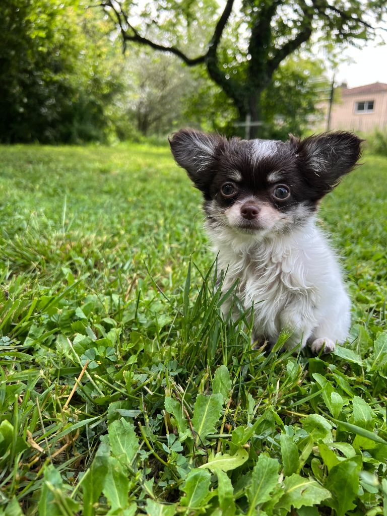 Tulla dite toya Du Croc Mignon De La Grotte