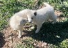  - Les chiots Berger Blanc Suisse sont prets a être adoptés !