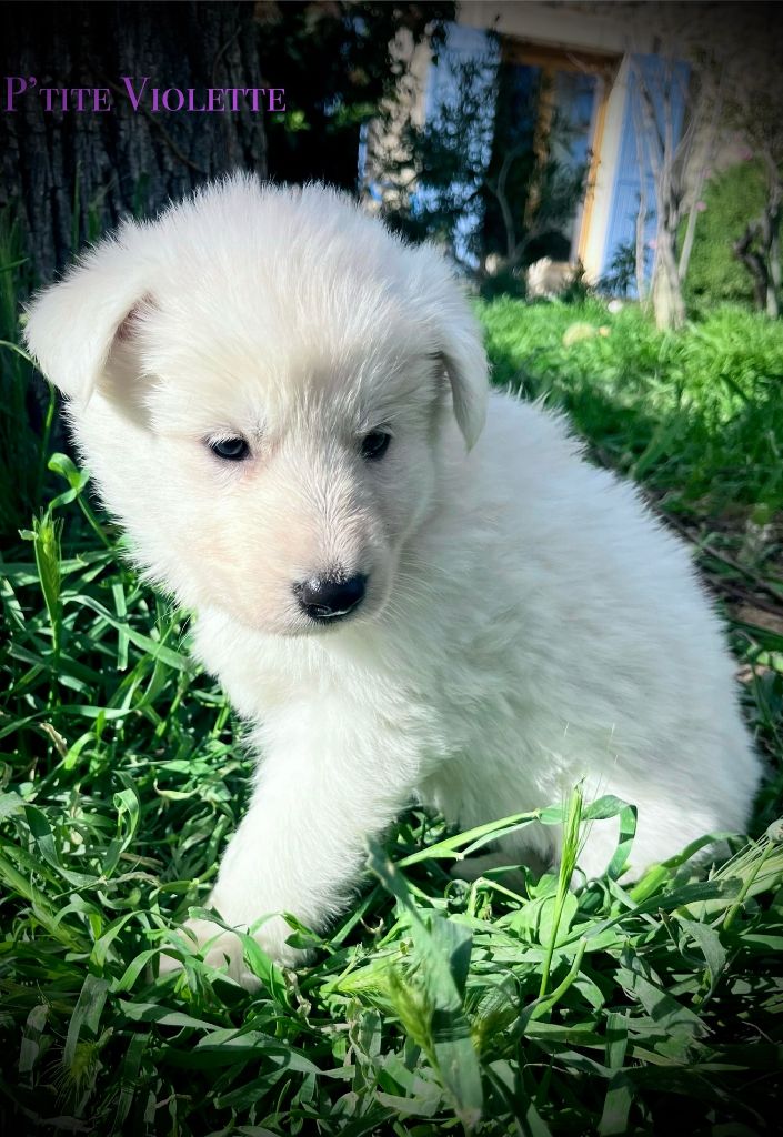 chiot Berger Blanc Suisse du Tilleul Centenaire