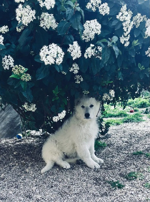 du Tilleul Centenaire - Berger Blanc Suisse - Portée née le 08/12/2023