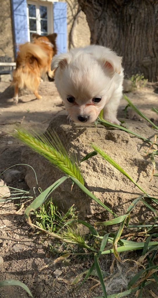 Des bébés Romy