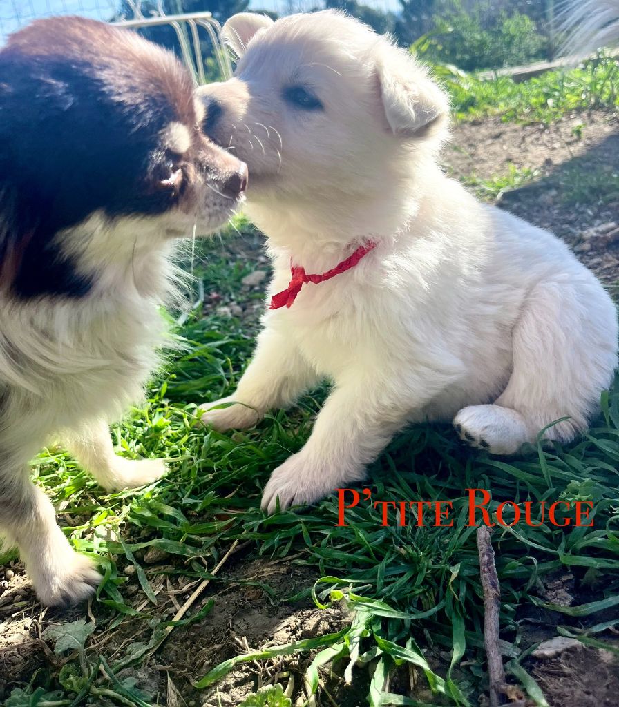 du Tilleul Centenaire - Chiots disponibles - Berger Blanc Suisse