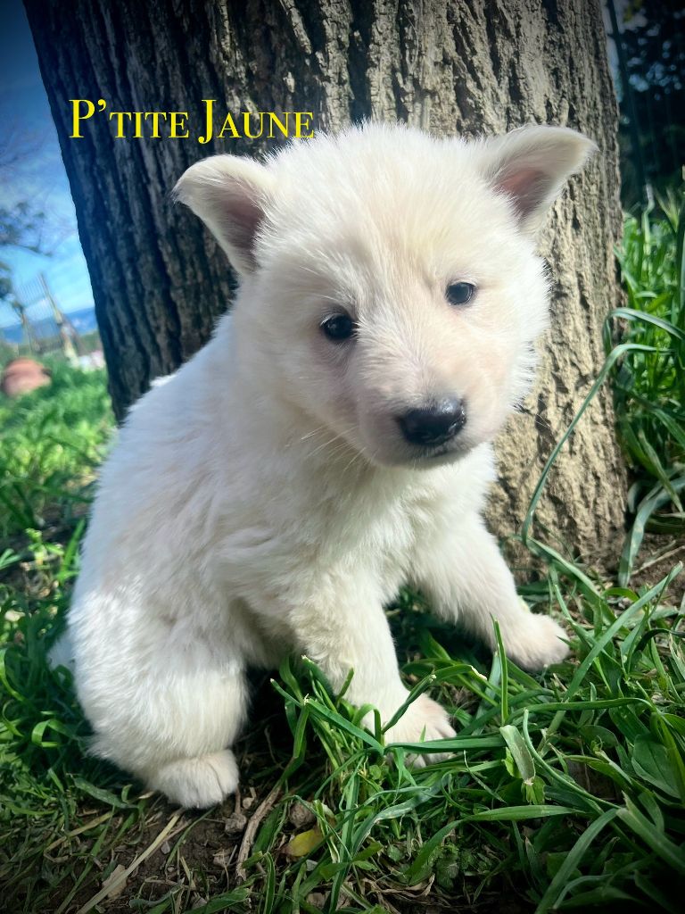 du Tilleul Centenaire - Chiots disponibles - Berger Blanc Suisse