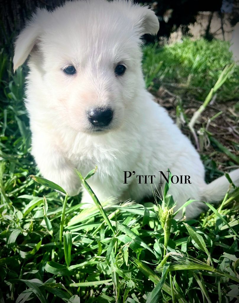 du Tilleul Centenaire - Chiots disponibles - Berger Blanc Suisse